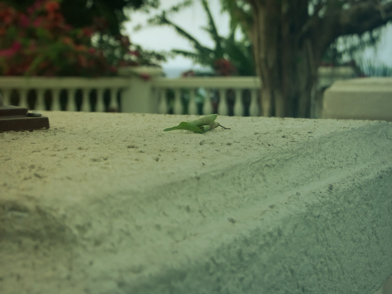 leaf ochio rios