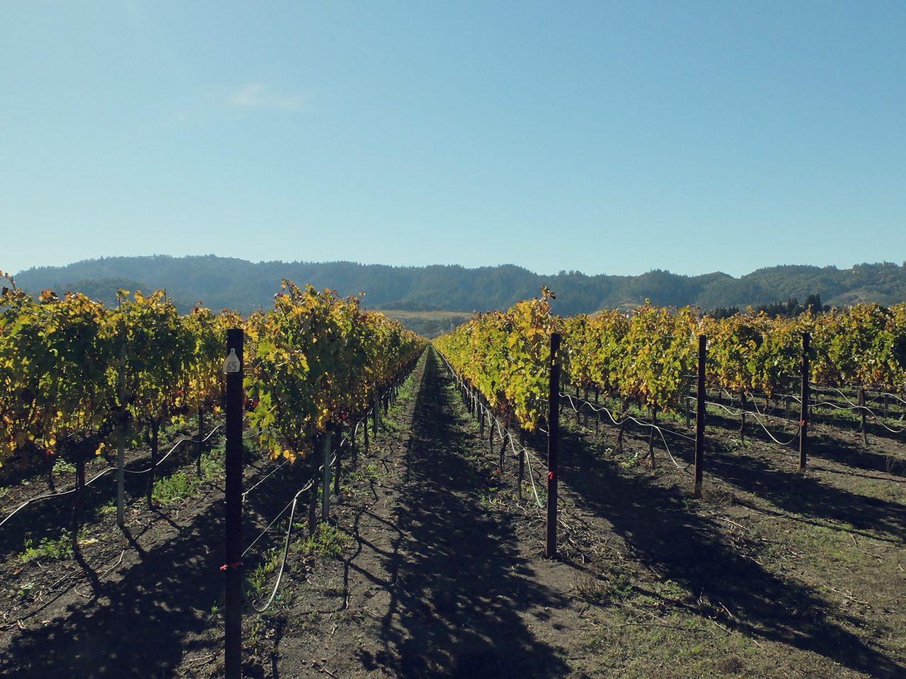 napa valley