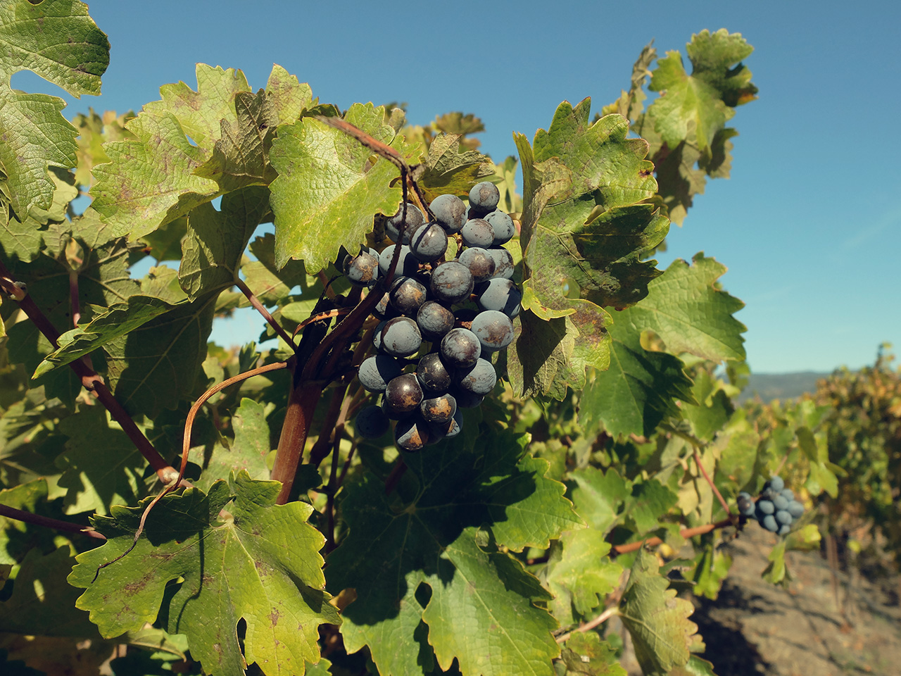 grapes